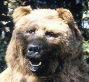 Salter, Dr - his bear in Chelmsford museum.JPG