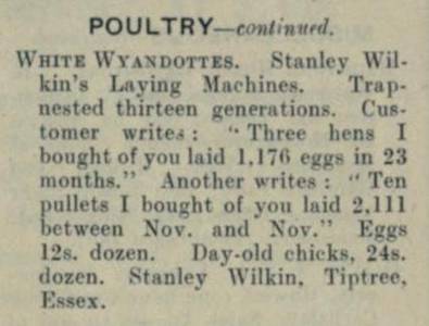 Poultry Ad