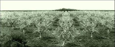 Bounds-trees