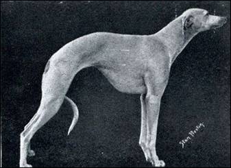 Tiptree Jay